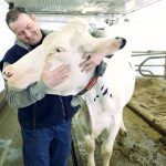 Cow millenial cow ddiary malt salt novato chamber cheese butter california organic free range milk cheese butter cream natural open space